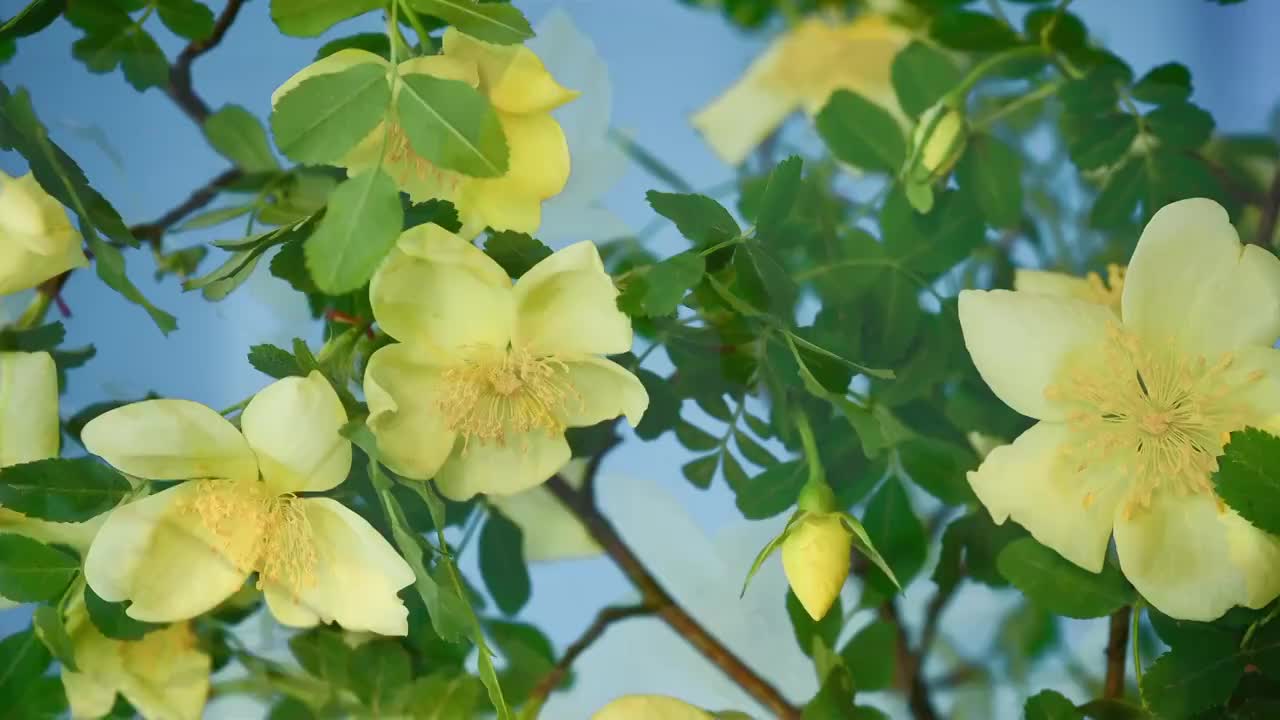 春天花朵 盛开 延时摄影 花朵绽放 开花 鲜花盛开 春天 万视频素材