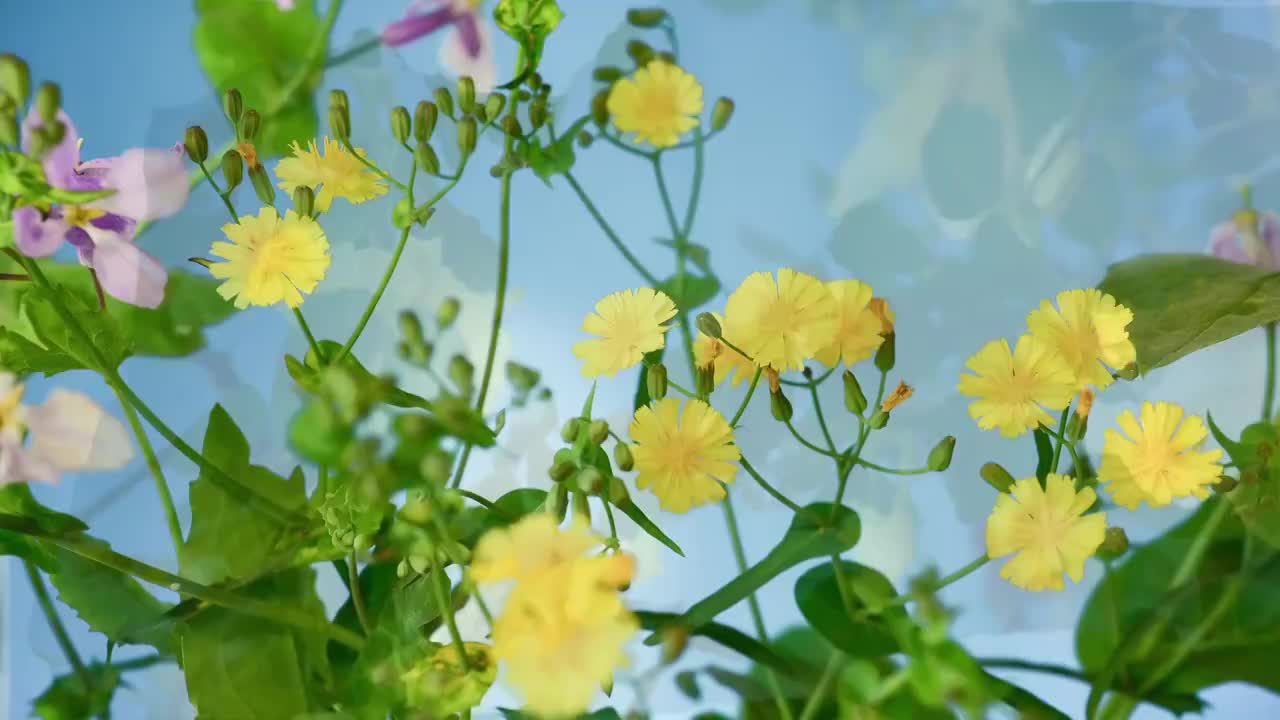 春天花朵 盛开 延时摄影 花朵绽放 开花 鲜花盛开 春天 万视频素材