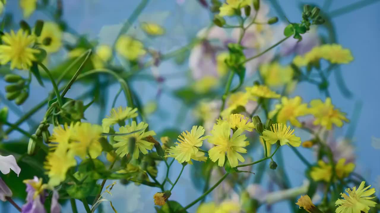 春天花朵 盛开 延时摄影 花朵绽放 开花 鲜花盛开 春天 万视频素材