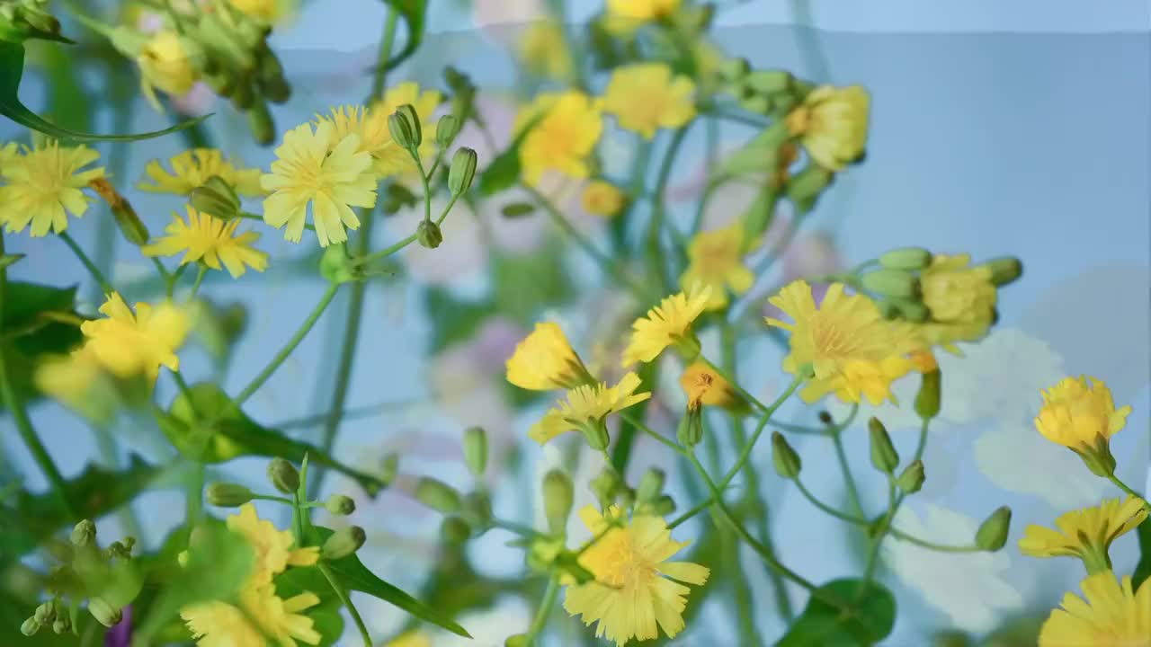 春天花朵 盛开 延时摄影 花朵绽放 开花 鲜花盛开 春天 万视频素材