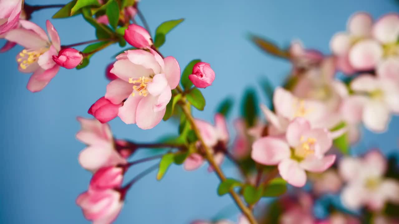 春天花朵 盛开 延时摄影 花朵绽放 开花 鲜花盛开 春天 万视频素材