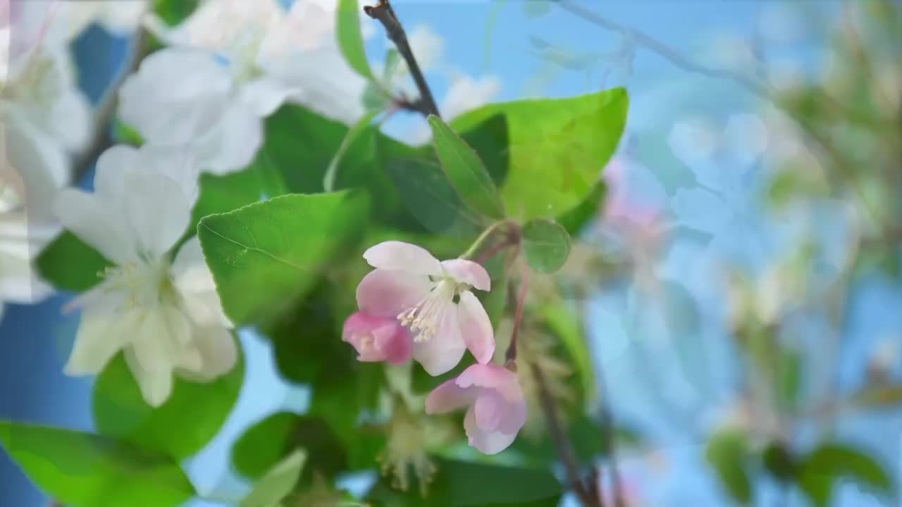 春天花朵 盛开 延时摄影 花朵绽放 开花 鲜花盛开 春天 万视频素材