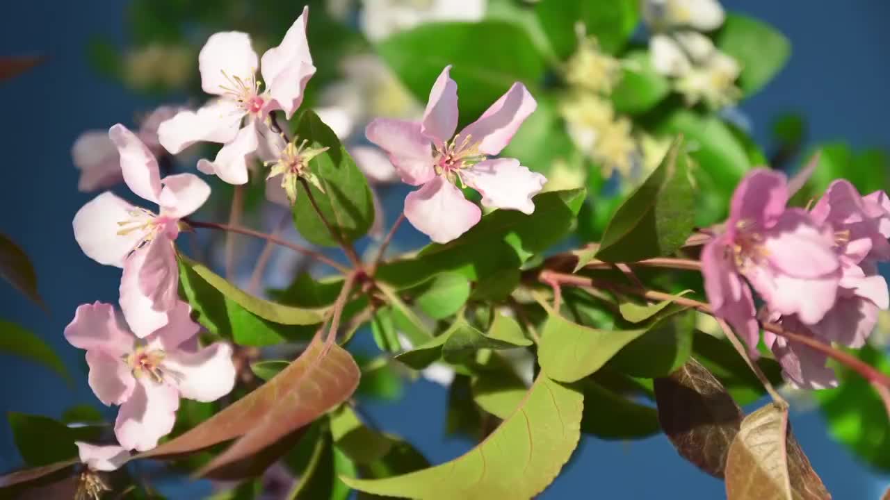 春天花朵 盛开 延时摄影 花朵绽放 开花 鲜花盛开 春天 万视频素材