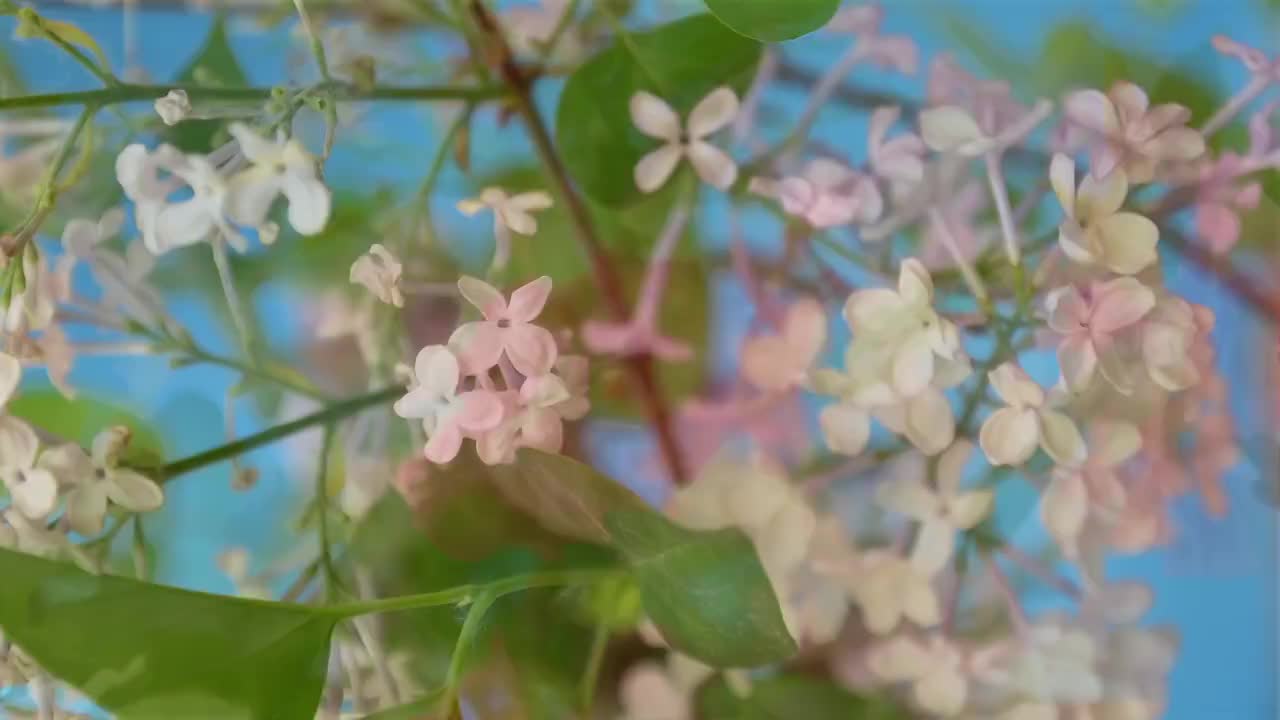 春天花朵 盛开 延时摄影 花朵绽放 开花 鲜花盛开 春天 万视频素材