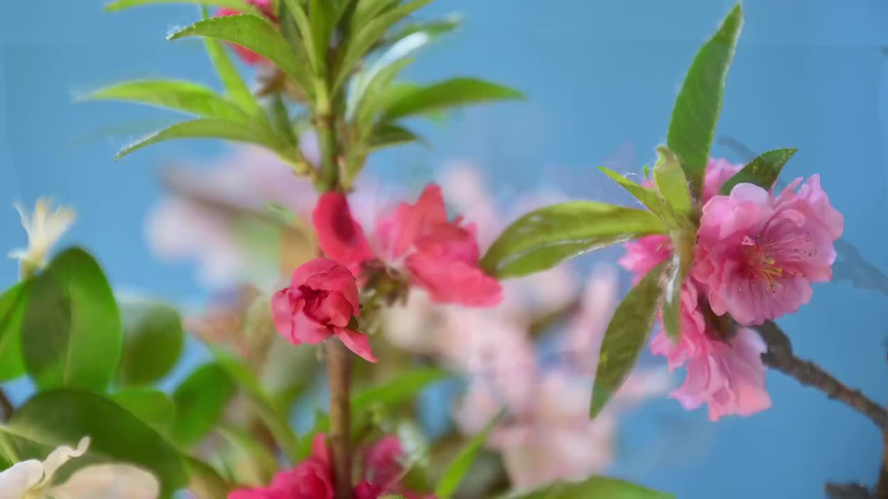 春天花朵 盛开 延时摄影 花朵绽放 开花 鲜花盛开 春天 万视频素材