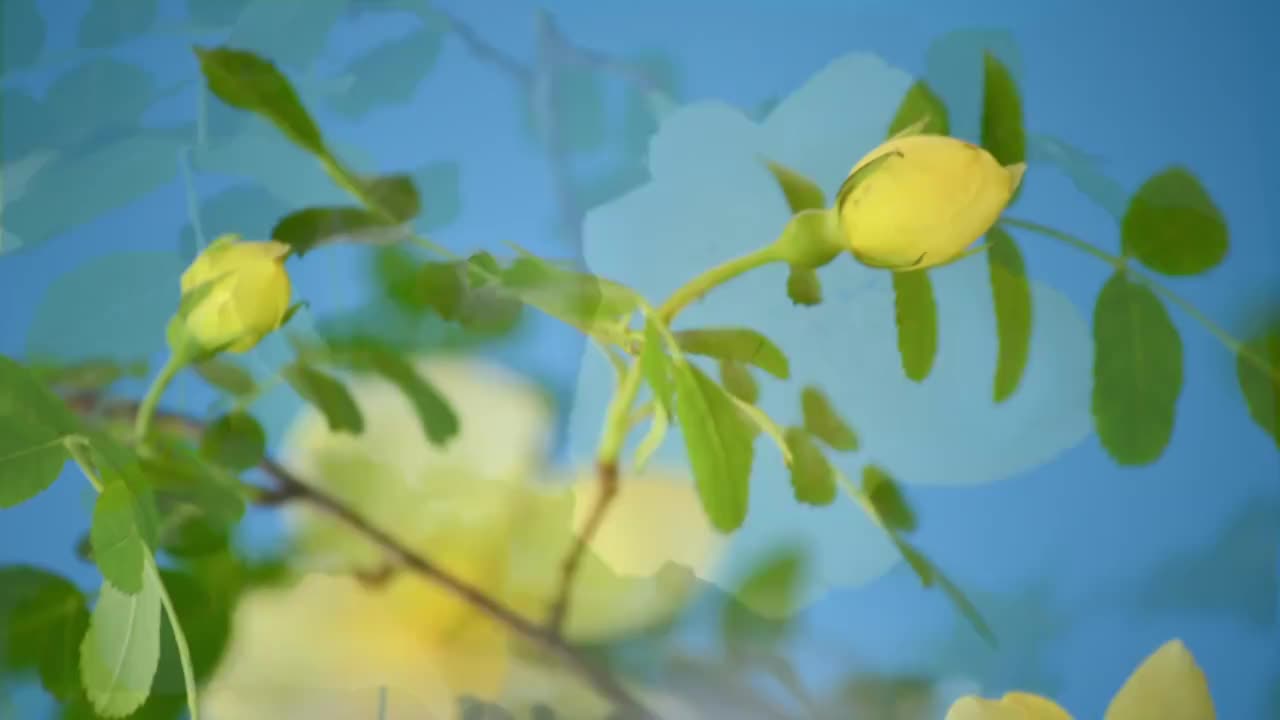 春天花朵 盛开 延时摄影 花朵绽放 开花 鲜花盛开 春天 万视频素材