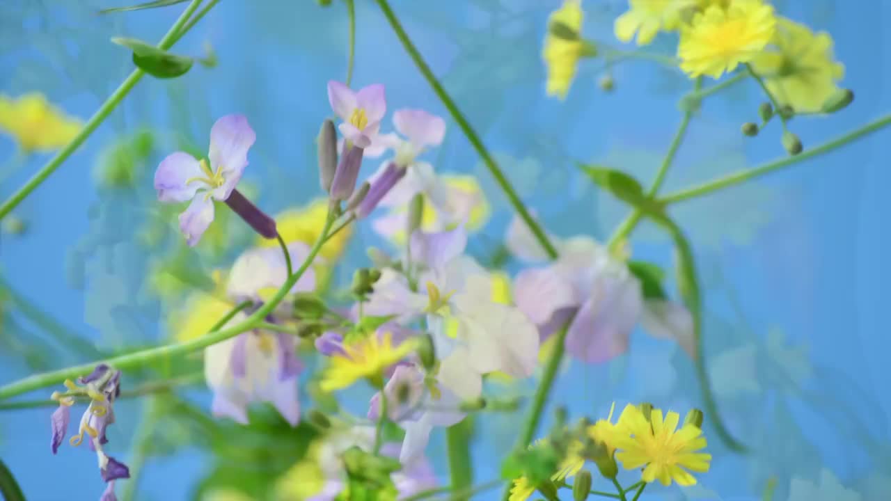 春天花朵 盛开 延时摄影 花朵绽放 开花 鲜花盛开 春天 万视频素材