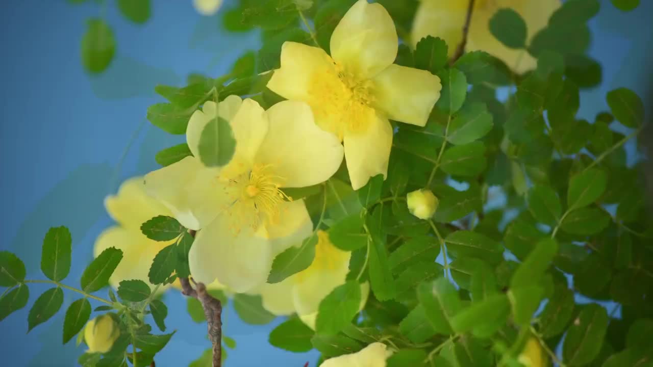 春天花朵 盛开 延时摄影 花朵绽放 开花 鲜花盛开 春天 万视频素材