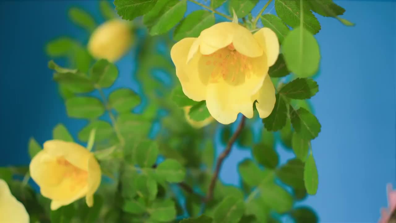 春天花朵 盛开 延时摄影 花朵绽放 开花 鲜花盛开 春天 万视频素材