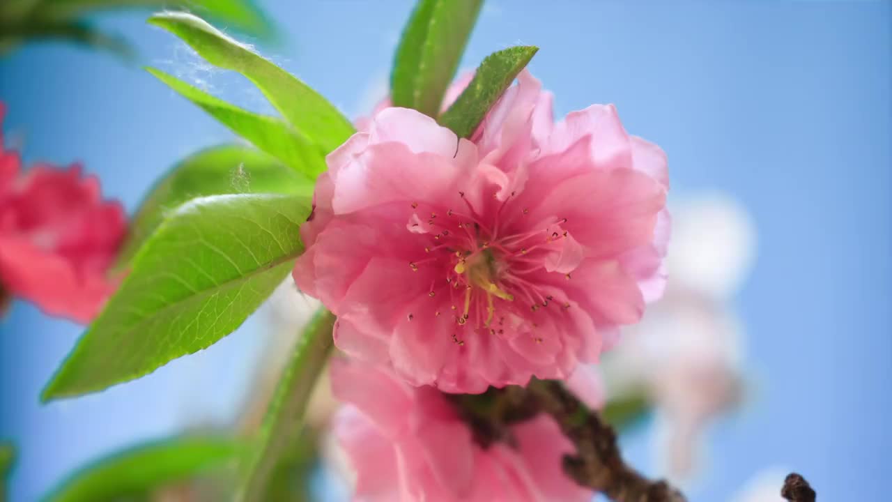 春天花朵 盛开 延时摄影 花朵绽放 开花 鲜花盛开 春天 万视频素材