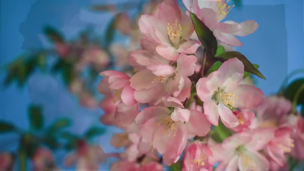 春天花朵 盛开 延时摄影 花朵绽放 开花 鲜花盛开 春天 万视频素材