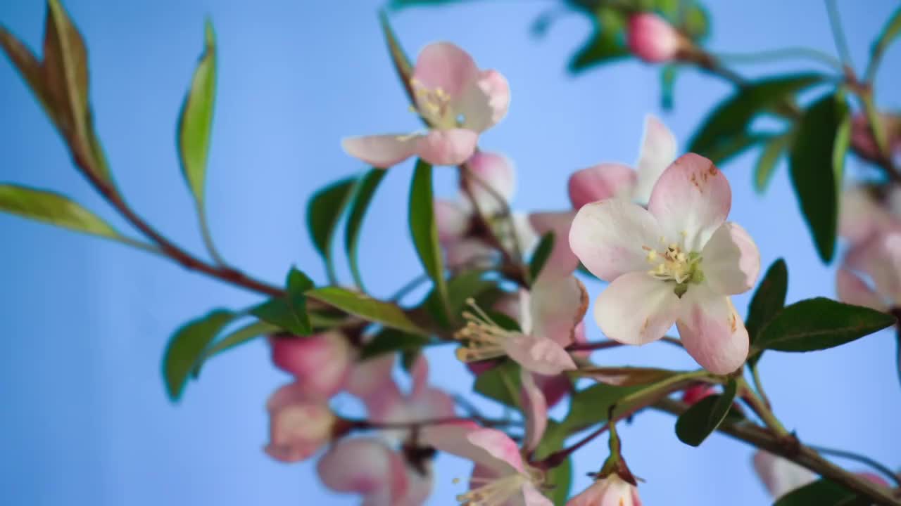 春天花朵 盛开 延时摄影 花朵绽放 开花 鲜花盛开 春天 万视频素材