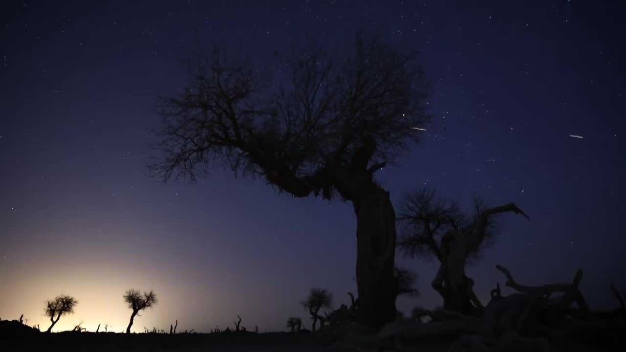 星空下的胡杨林视频素材