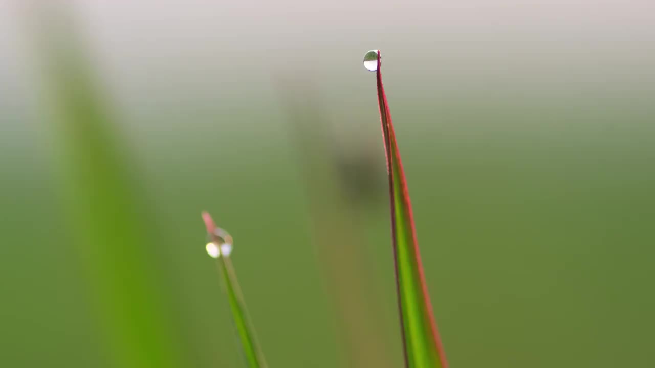 晶莹的露珠视频素材