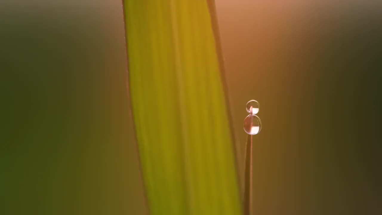 晶莹的露珠视频素材