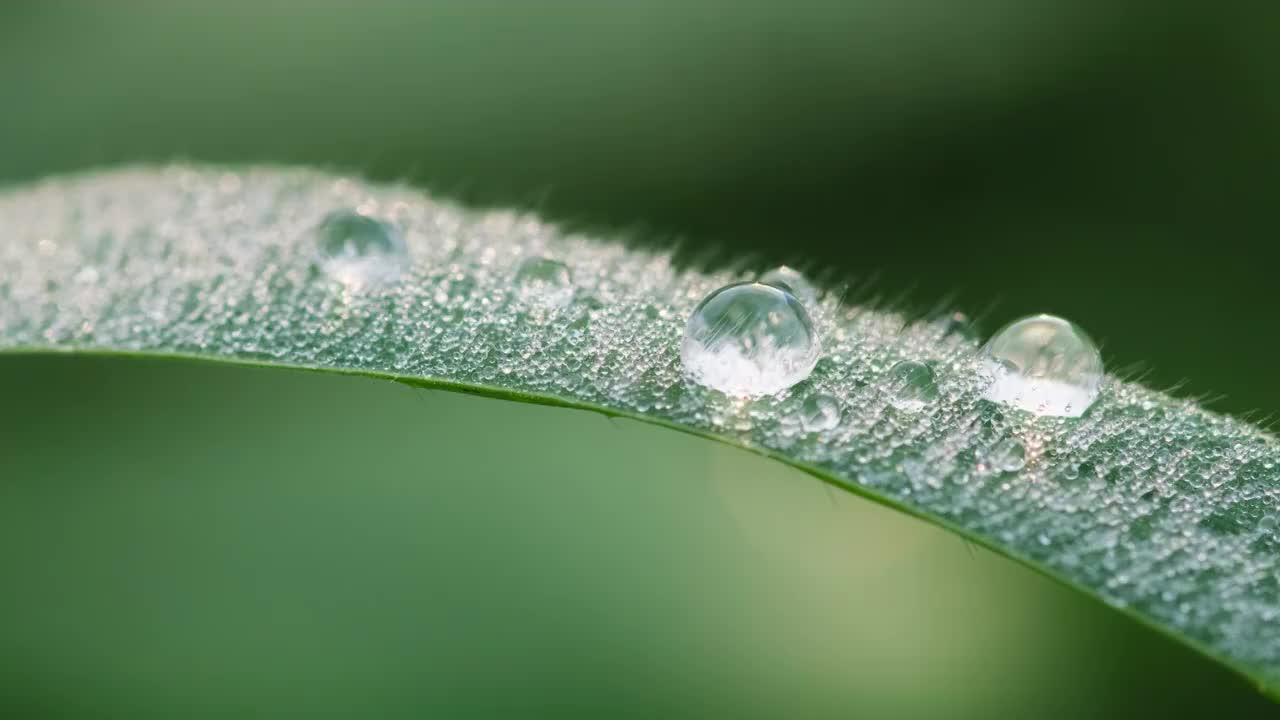 晶莹的露珠视频素材