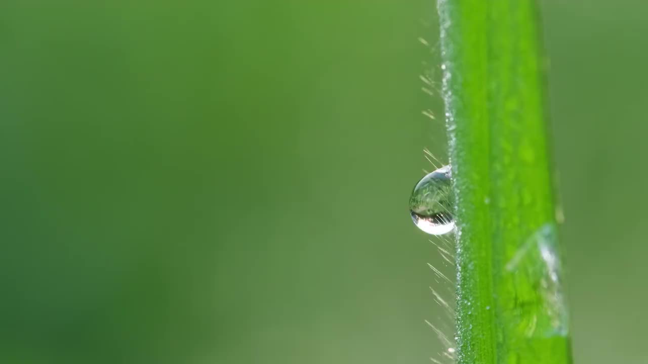 晶莹的露珠视频素材