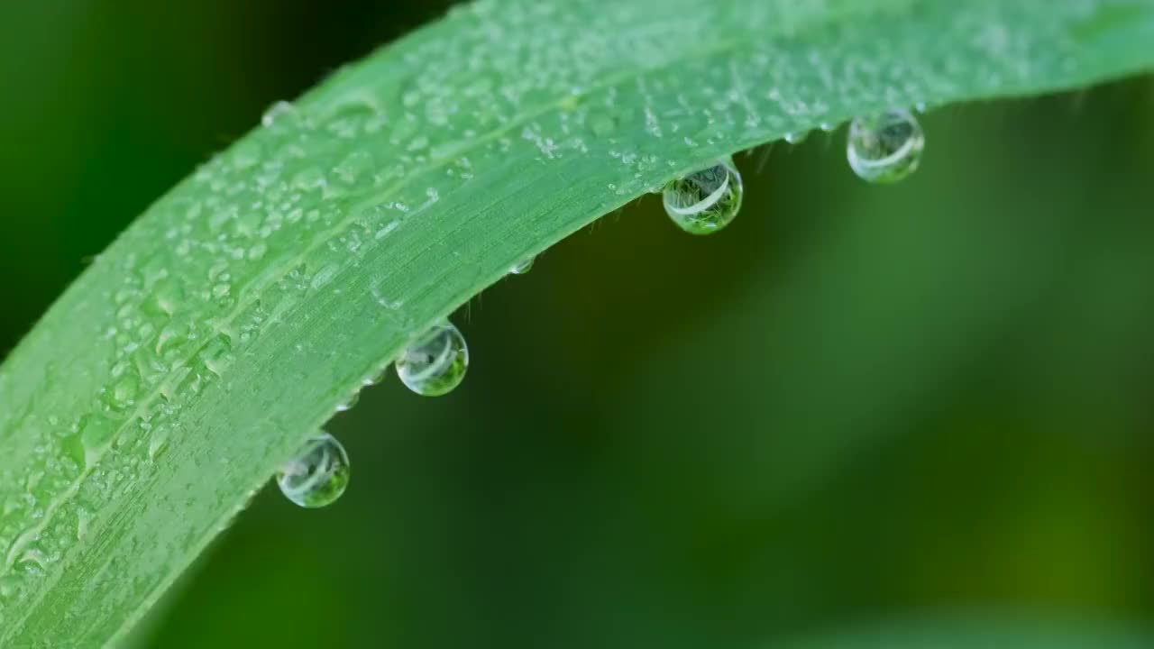 晶莹的露珠视频素材