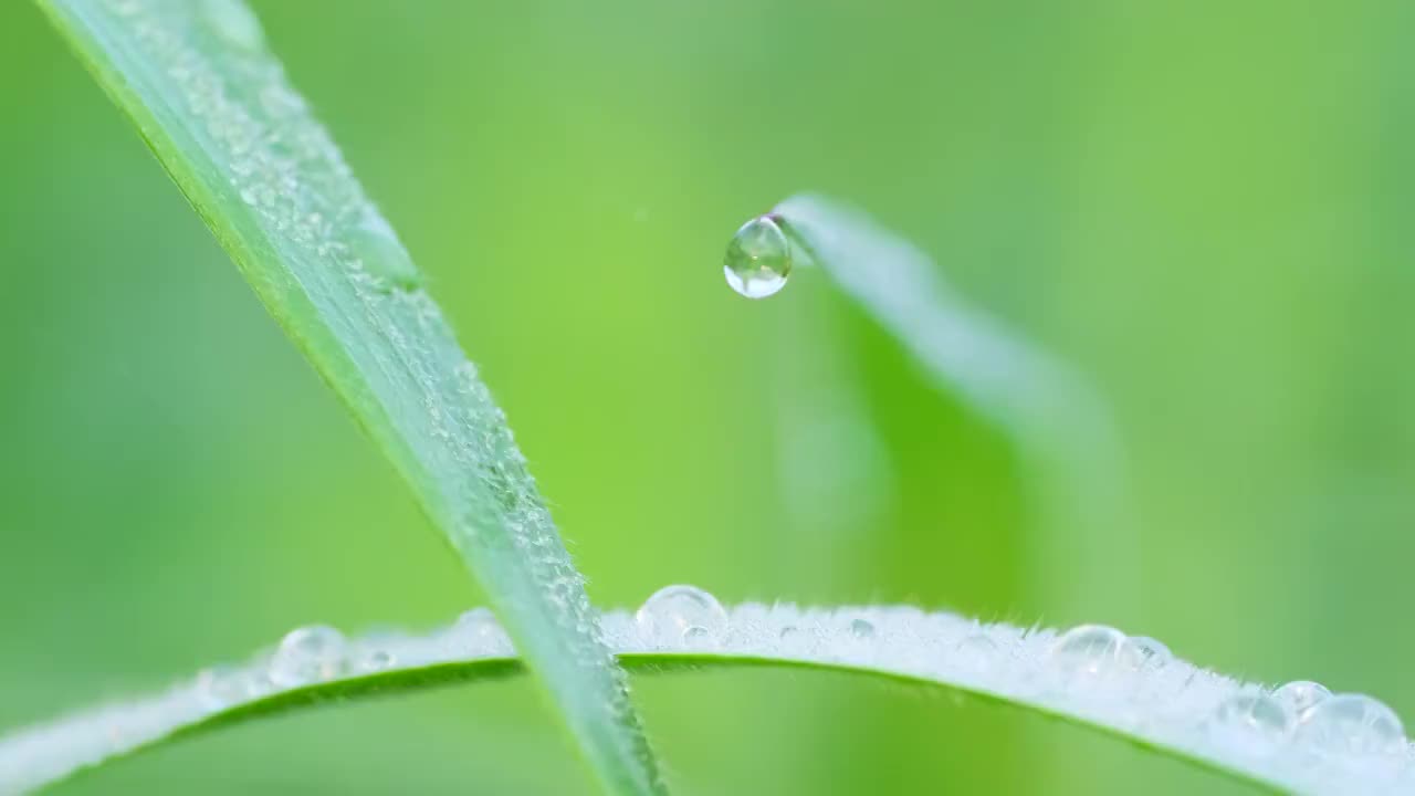 晶莹的露珠视频素材