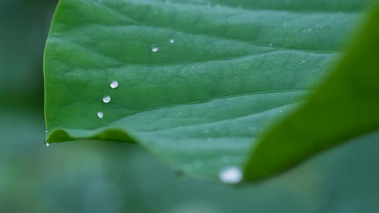 晶莹的露珠视频素材