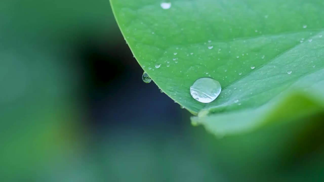 晶莹的露珠视频素材