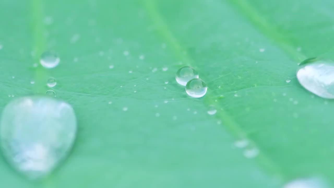 晶莹的露珠晶莹的露珠视频素材