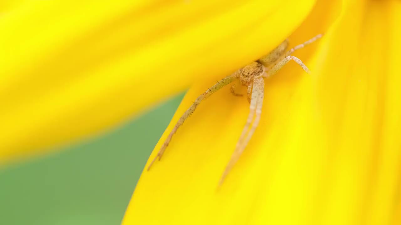 蜘蛛视频素材