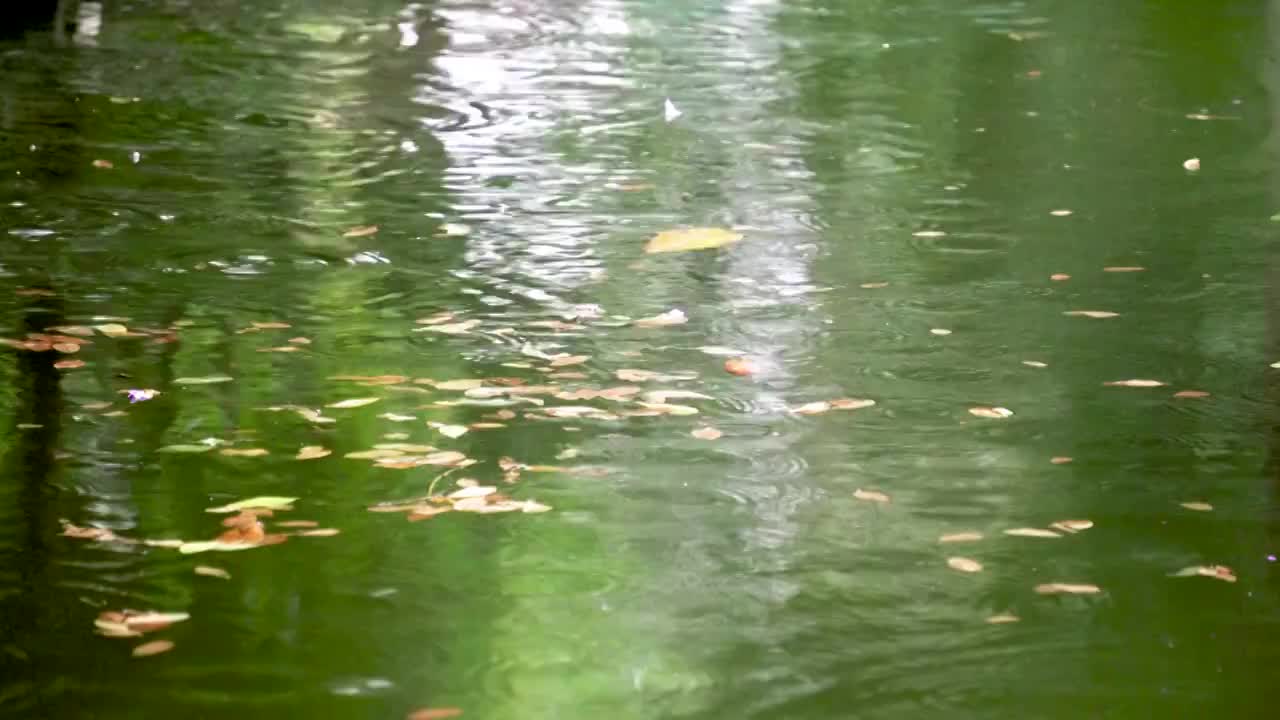 下雨天池塘中的水波纹涟漪视频素材