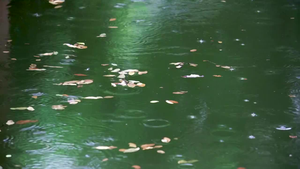 下雨天池塘中的水波纹涟漪视频素材