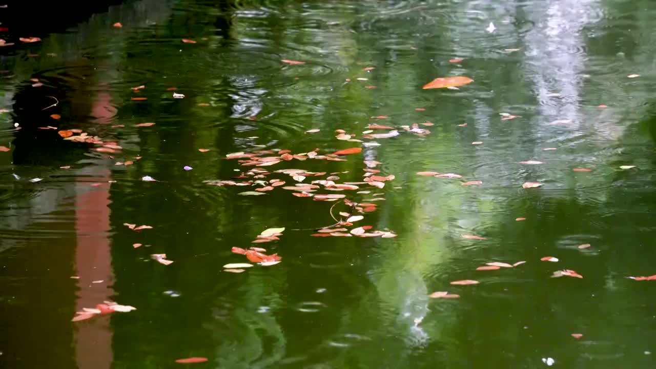 小雨中的公园池塘，落叶、水波纹、涟漪视频素材