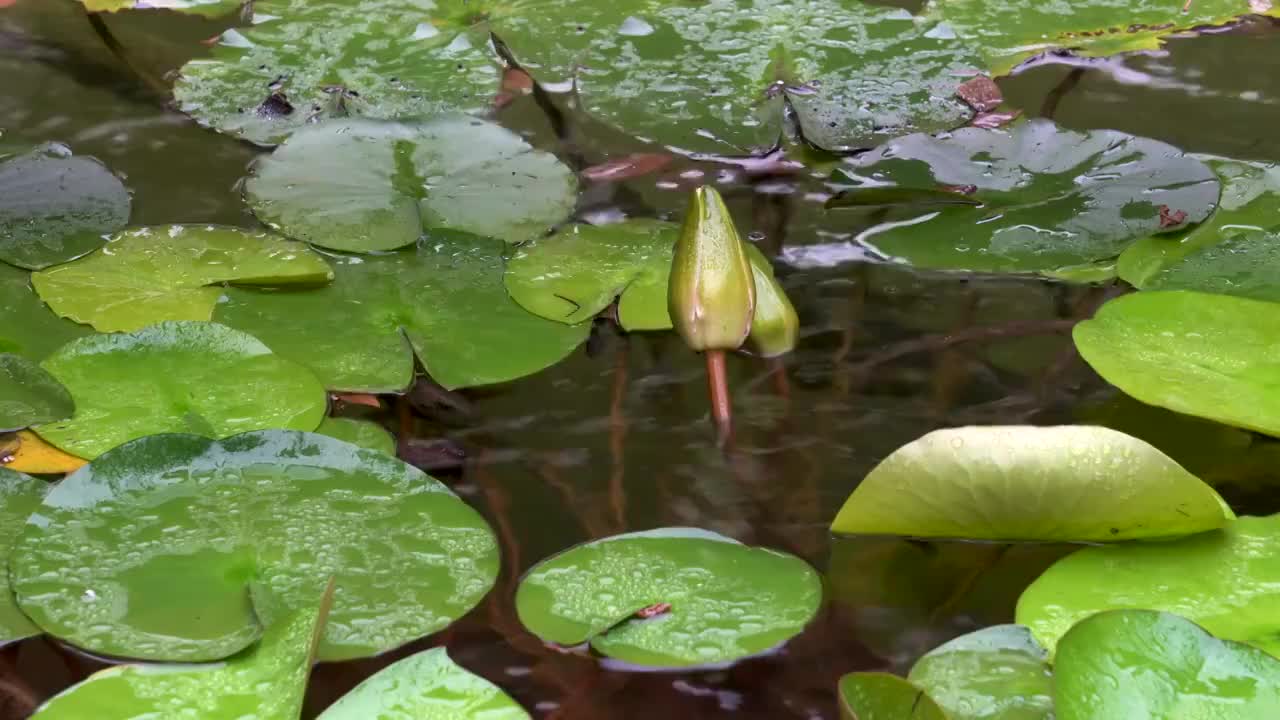 雨后花园池塘中的莲花视频素材