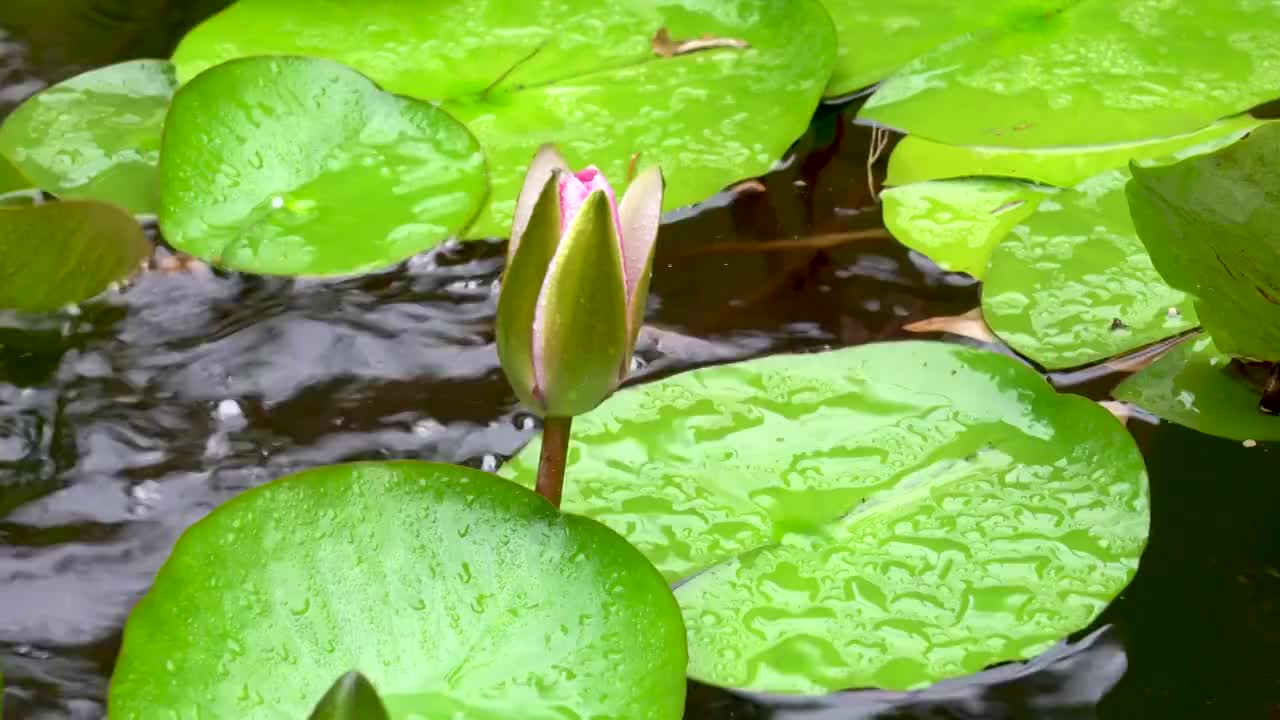 雨后花园池塘中的莲花视频素材