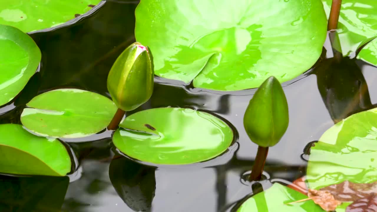 雨后花园池塘中的莲花视频素材