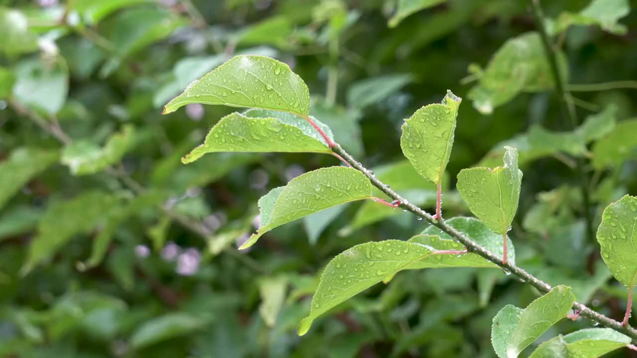 小雨中的枝叶视频素材