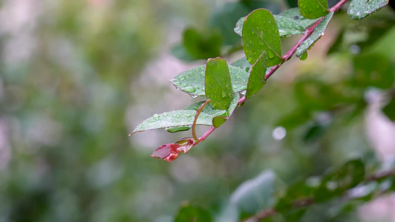 小雨中的枝叶视频素材