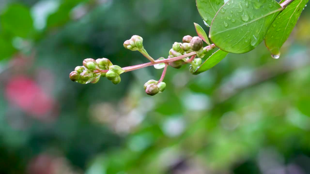 小雨中的枝叶视频素材