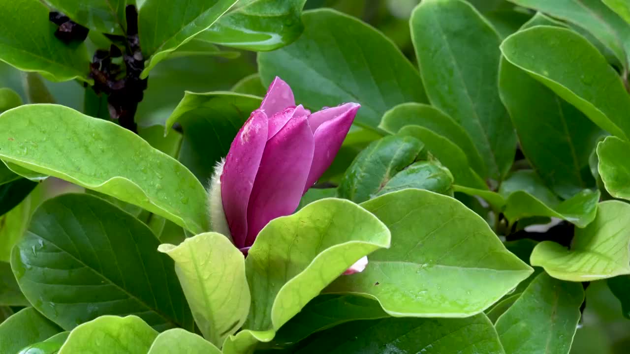 雨后花园中的紫玉兰视频素材