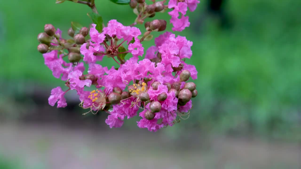 雨后花园中挂满水珠的紫薇花视频素材