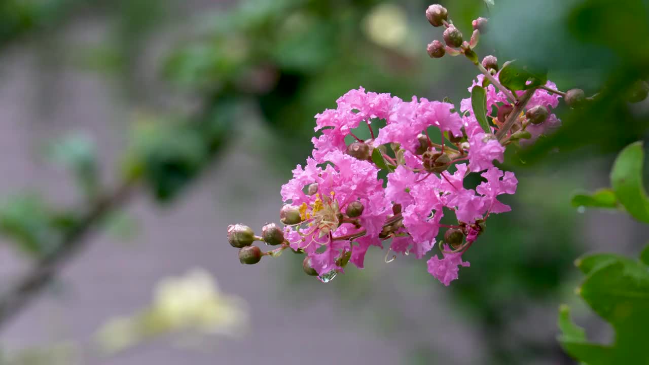 雨后花园中挂满水珠的紫薇花视频素材