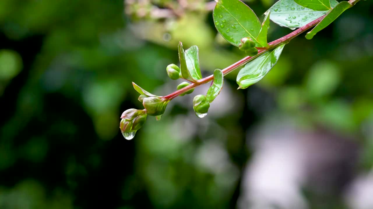 小雨中的树枝视频素材