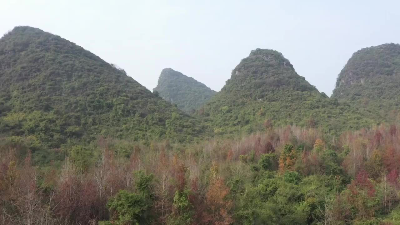 秋天阳光下桂林临桂六塘山谷中的红枫树视频素材