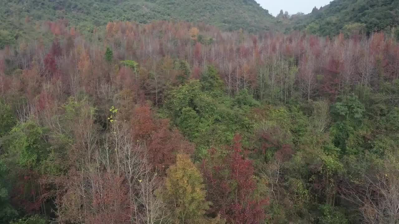 秋天阳光下桂林临桂六塘山谷中的红枫树视频素材