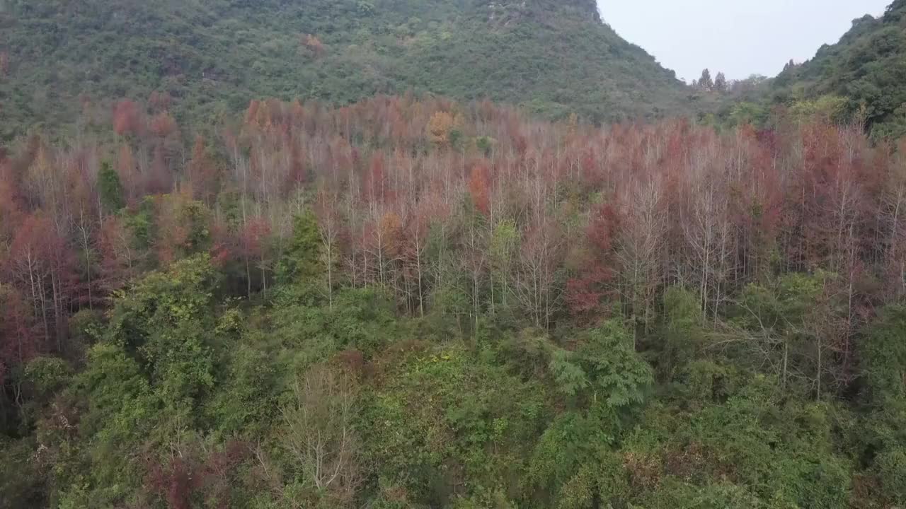 秋天阳光下桂林临桂六塘山谷中的红枫树视频素材