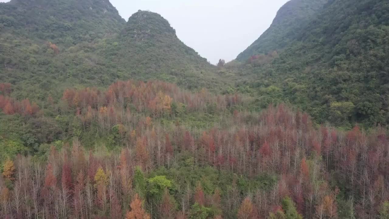 秋天阳光下桂林临桂六塘山谷中的红枫树视频素材