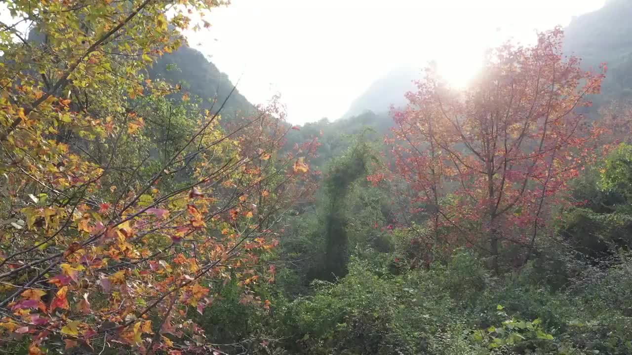 秋天阳光下桂林临桂六塘山谷中的红枫树视频素材