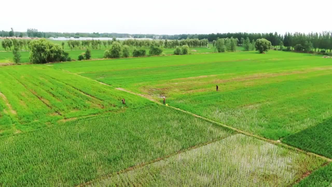 航拍农民在水稻田里劳作视频素材