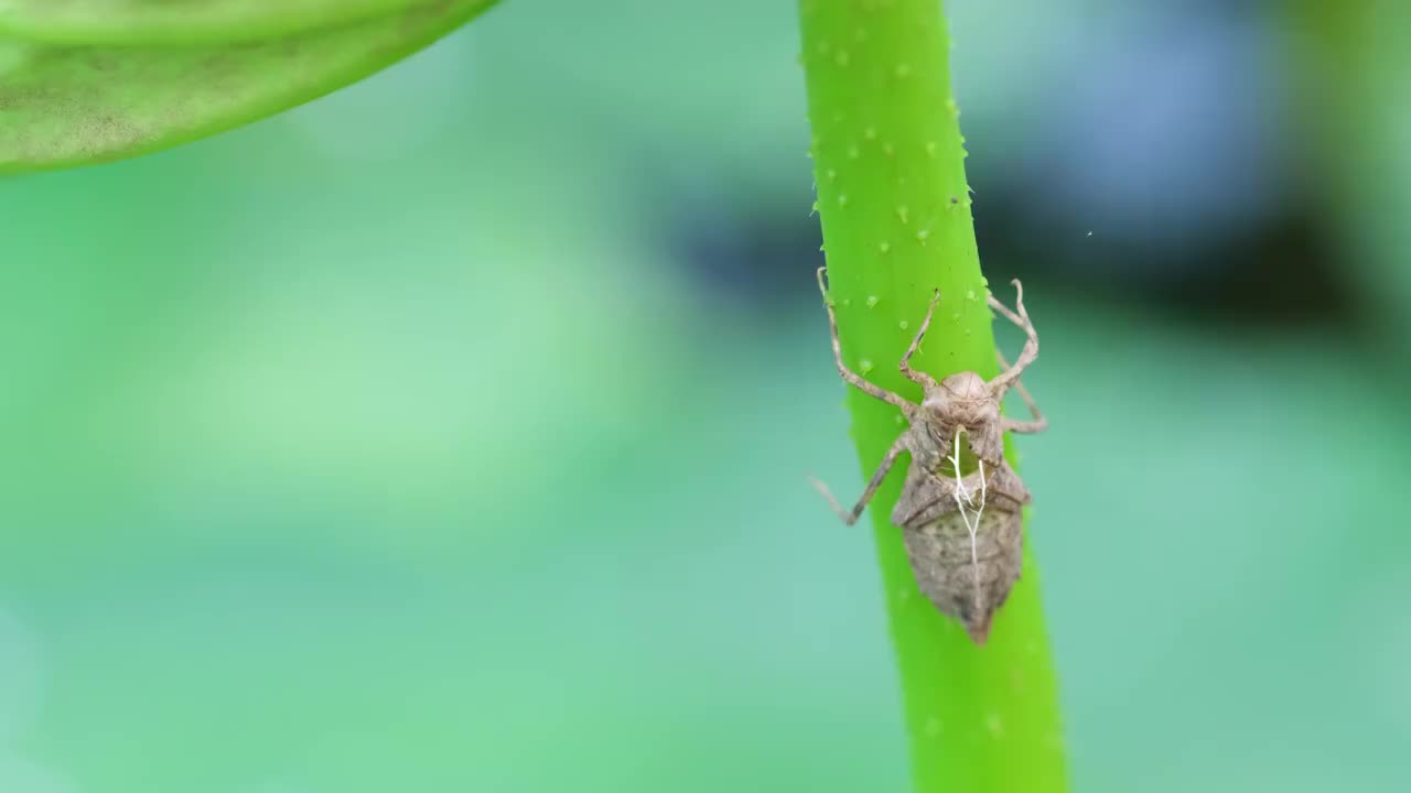 昆虫视频素材