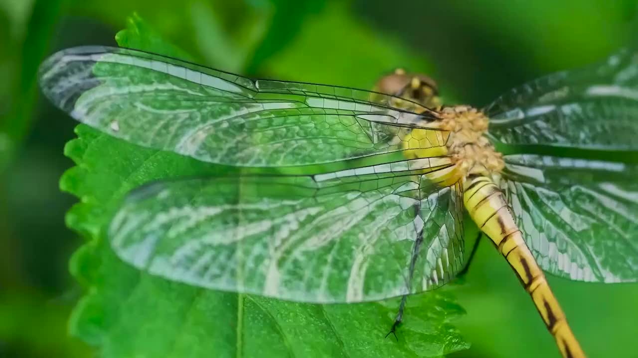 蜻蜓视频素材