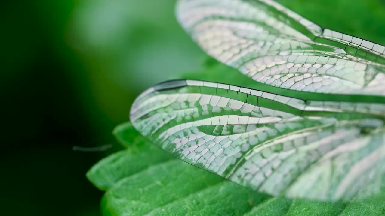 翅膀视频素材