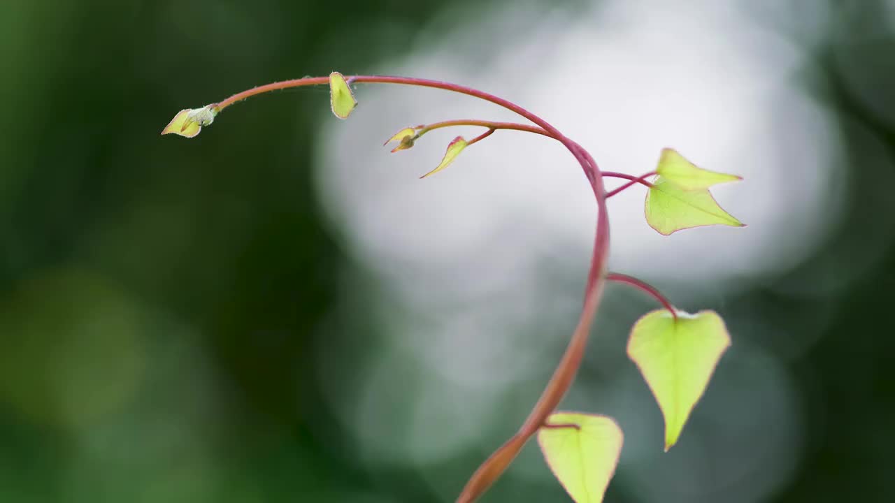 叶子视频素材